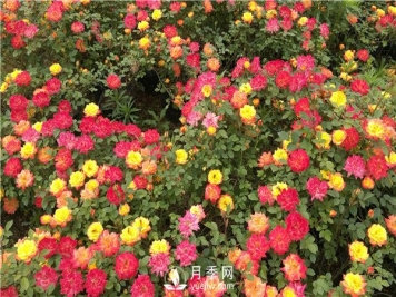 月季花期施肥 要用那些肥料？