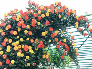 养月季，教你“爆盆大法”，四季开不停每次都爆盆