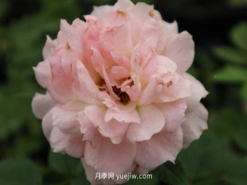 南阳月季的养殖方法