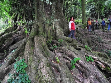 哪些珍贵的树种没有被园林行业注意到？