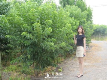 丛生丝棉木适合用在什么地方