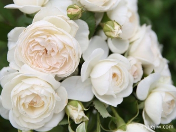 白玫瑰可以送人吗？