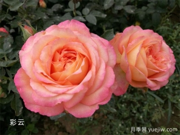 养月季怕什么？