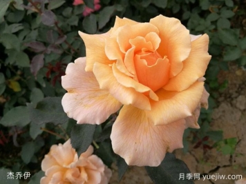 什么是月季的春化？