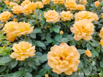 培育月季的每个阶段都有什么技能知识要学习？