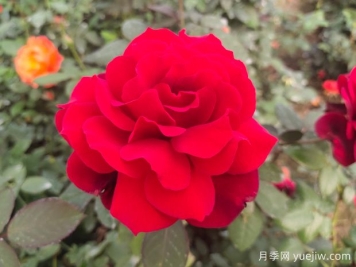 新手如何养好月季花？