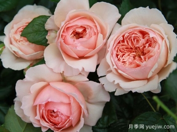 真宙月季的优缺点分析和养护办法