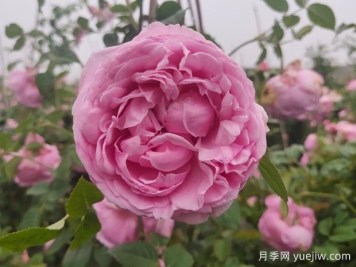 自由精神月季的优缺点是什么？介绍