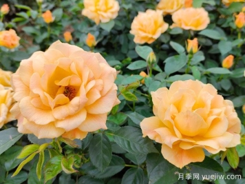 抗病性强勤花的月季经典品种 