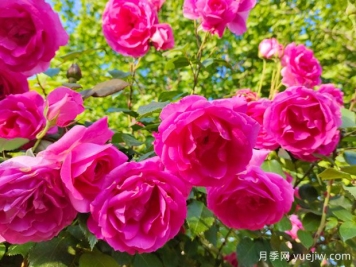 适合二广福建的耐高温月季品种