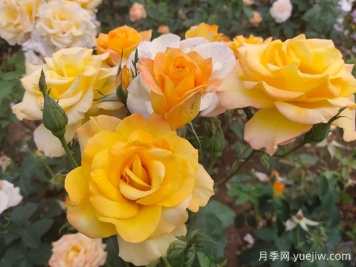 金奖章月季是多头开放吗？金奖章如何栽培？