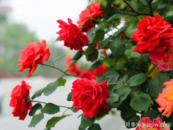 广安月季应用和月季景观