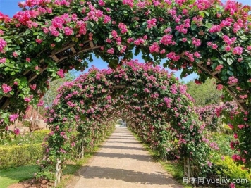 资阳月季应用和月季景观