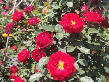 阿坝月季应用和月季景观