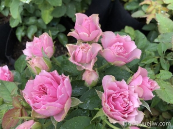 仿古花束月季的优缺点是什么？