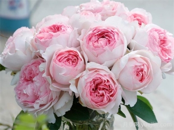 伊芙乙女心月季优缺点总结