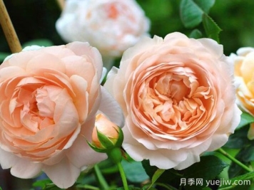 安布里奇月季的优缺点是什么？