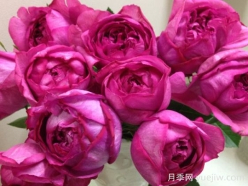 伊芙热情月季的优缺点是什么？