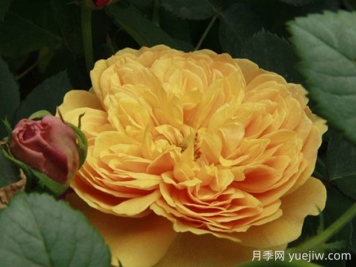 利亚图图月季的优缺点是什么？