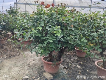 秋季栽树提高成活率的方法