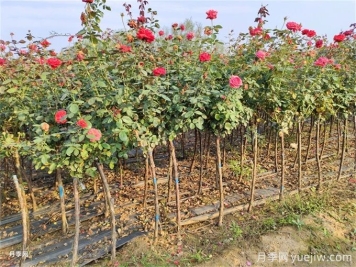 北方不同园林植物，秋季修剪时的修剪方法有什么不同？
