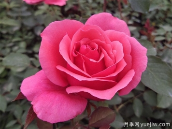 月季品种常见的分类方法有哪些？