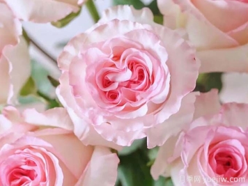 洛神月季，玫瑰中的浪漫神话