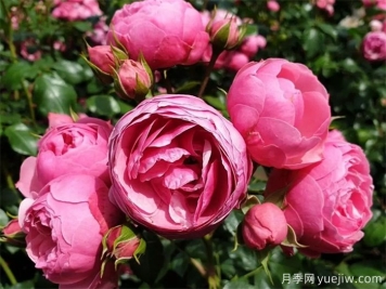 这6种月季开花不断，抗病性也很不错