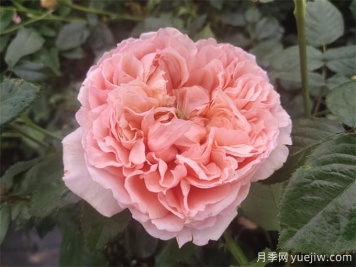 十分耐高温的浓香型灌木月季，真宙月季