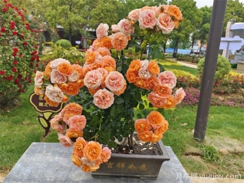 微型月季的养护技巧