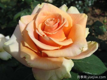 10种以人物命名的月季，每一种都能惊艳到你