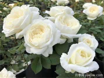 盘点10款白色系月季，不容错过的经典