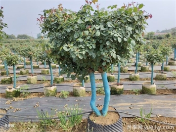 苗木移栽到底是春天移栽好还是秋天移栽好？