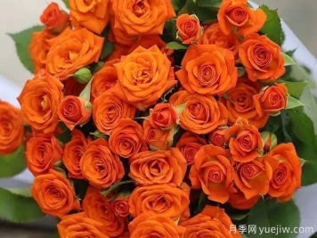 橙色芭比月季，温暖活泼的多头玫瑰