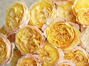 香橙朱丽叶塔月季，精美的玫瑰花