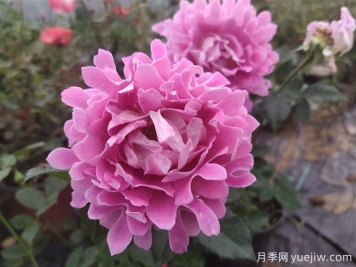 梦幻褶边月季，独特花型，香气四溢