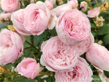 月季花也有缺点，避开这5个品种