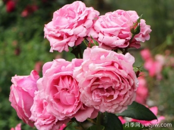 渴望月季的优缺点是什么？