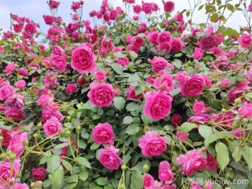 北京的月季为什么开得这么好？