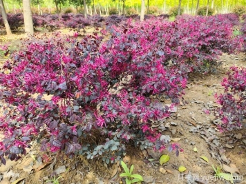 夏季洪涝灾害后，苗圃五大措施救护苗木