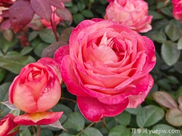 月季花的作用与食用方法