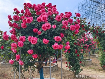 反季节移栽大树的6大养护措施