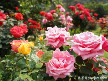 怒江月季应用和月季景观