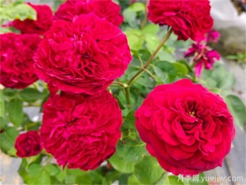 西双版纳月季应用和月季景观