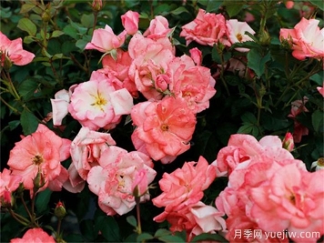 樱霞月季爆花之星，懒人也能养的好