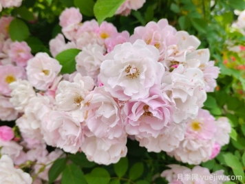 蔷薇形态特征和繁殖栽培