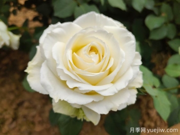 推荐11种白色系月季品种，花朵优雅纯洁