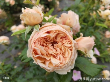 真宙月季，花色迷人，耐热抗病型好