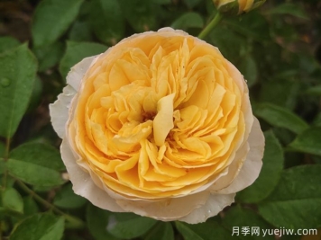 最美花中皇后，10个经典月季品种推荐