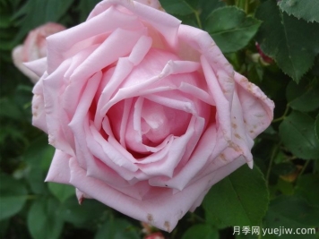 阿莱格拉月季/阿里利亚加